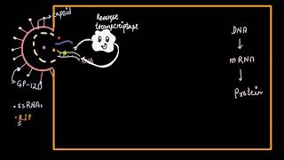 HIV replication cycle  Human health amp diseases  Biology  Khan Academy [upl. by Gambrell]