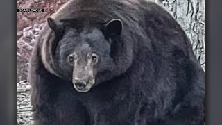 Bear Known as ‘Hank The Tank’ Terrorizes Lake Tahoe Neighborhood [upl. by Einnal]