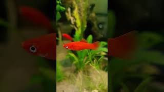 Baby koi swordtails aquarium fishtank [upl. by Ytinirt300]