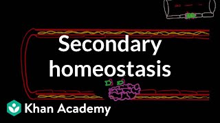 Secondary hemostasis  Advanced hematologic system physiology  Health amp Medicine  Khan Academy [upl. by Yer281]