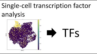 Transcription Elongation in Eukaryotes [upl. by Blas]