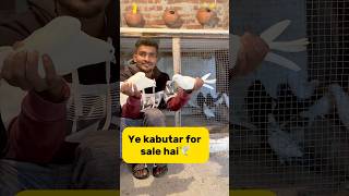 Ye kabutar for sale hai🕊️ petlover minivlog pigeonvlogger pigeon kabutarvlog kabutar viral [upl. by Chubb]