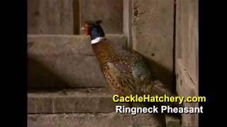 Different Chicken Breeds Video by Cackle Hatchery [upl. by Stavro]