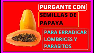 🔴 Cómo Se Utiliza la SEMILLA de PAPAYA para los PARÁSITOS  Como se prepara el PURGANTE de PAPAYA [upl. by Yvad]