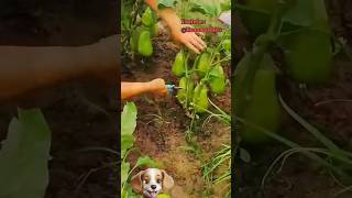 Cara unik memanen di Cina shortvideo berkebun agriculture vegetables [upl. by Locke]