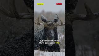 🤔 Why Moose Shed and Regrow Their Massive Antlers Every Year 🦌 shorts facts [upl. by Aser]