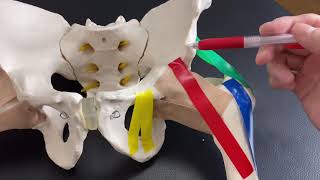 Anatomy of hip ligaments and relationship with muscles English [upl. by Prader]