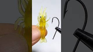 Tips for using shrimp for fishing fishing fishinglife [upl. by Yelhak530]