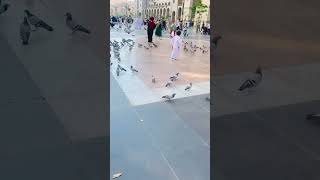 masjid nabawi live  roza rasool ka androni manzar  madina sharif [upl. by Goldy]