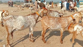 madrasa bakra Mandi latest update makhi cheeni baccho wali bakriyan Ajmal TV Hasilpur [upl. by Eiser417]