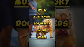 Top 10 most angry dog breeds in the World shorts top10 topbreed [upl. by Mrots]