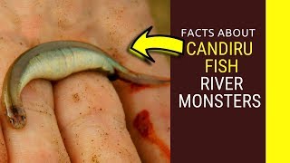 Candiru Fish river monsters Amazing facts about Candiru Fish feedingsize and life cycle for kids [upl. by Millian]