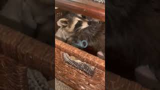 raccoons raccoon viral fyp shorts short reels reel funny nature funnymoments funnyracoon [upl. by Reyam]