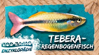 DIESE FISCHE LEBEN IN 600 METERN HÖHE  FISCHENZYKLOPÄDIE  Zoo Zajac [upl. by Inaluahek]