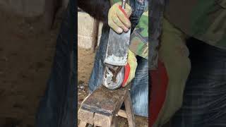 Super decompressionThe donkey’s hooves are peeled off piece by piece丨ASMR丨Donkey hoof cutting sound [upl. by Dnomaj]