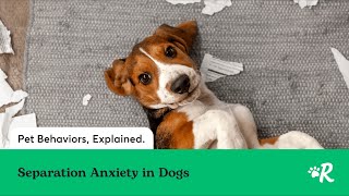 Expert Tips to Solve Separation Anxiety in Dogs [upl. by Fang]