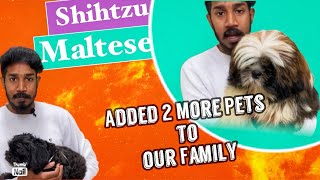 TWO MORE PETS ADDED TO OUR PET FAM 🥳 in Telugu  shihtzu Maltese dogs  nitishvlogsTELUGU [upl. by Redleh]