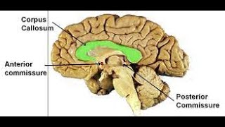 Commissure Fibers The Anterior Commissure [upl. by Atsillak]