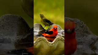 Beautiful Scarlet Tanager Pair Bathe to Song quotYoure Beautifulquot tanagers colorfulbirds birdbath [upl. by Dripps]