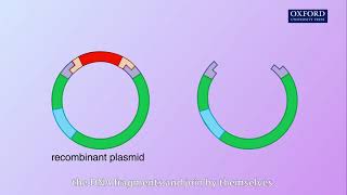 Animation E4 11 Production of human insulin [upl. by Saffian]