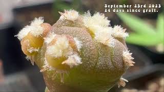 Micro grafting Peyote UPDATE EP4 An update on the Lophophora Williamsii seed series [upl. by Ahseym]