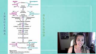 ContraReguladores da Insulina  Glucagon [upl. by Elokyn]