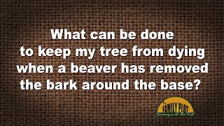 QampA – What can be done to save a tree after a beaver has removed the bark [upl. by Iretak657]