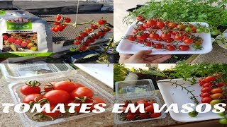 🍅COMO PLANTAR TOMATINHO UVA EM VASOINÍCIOMEIOFIM [upl. by Ishii]