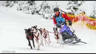 Schlittenhunderennen Frauenwald 1718022018 Deutsche Meisterschaft Sprint [upl. by Enaira962]