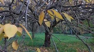 beautiful Cherry trees in autumn nature wildlife parks trails rspb cherry trees sakura [upl. by Ruscio]