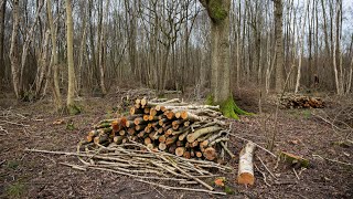 What is coppicing and why is it important  Suffolk Wildlife Trust [upl. by Onailerua13]