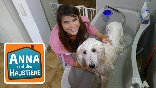 Ein Tag beim Hundefriseur  Information für Kinder  Anna und die Haustiere  Spezial [upl. by Alana]