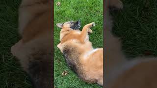 The Incredible ROLL OVER With German Shepherd Mybell rollover dogcommands k9 [upl. by Neelsaj]