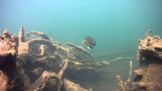 Habitat for Smallmouth Bass Merrymeeting Lake NH Part 1 [upl. by Freddi]