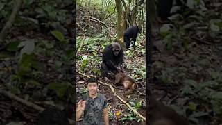 12 CHIMPANZÉ vs MACACO [upl. by Worlock]