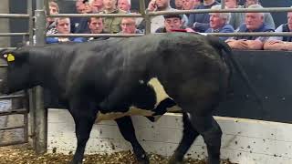 €7200 Heifer  Elphin [upl. by Gerek]