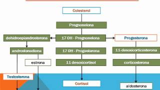 sintesis de hormonas esteroideas Bryant Antonio Martinez Chaidez [upl. by Latterll]