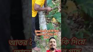 আতর তৈরি করার আগর গাছ। ismailtravelvlog ismailshorts ismailvlog ismaildaliylife Bangladesh [upl. by Olinad284]