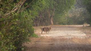 Chacal doré Canis aureus Golden Jackal [upl. by Bakerman]