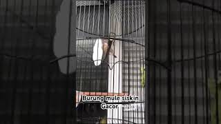 Masteran gacor mule siskin part 3 [upl. by Bumgardner]