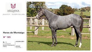 Arqana October Yearling Sale 2024  N° 185 F  Havana Grey présentée par le Haras De Montaigu [upl. by Morril]