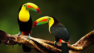 10 Most Beautiful Toucans In The World [upl. by Nimzaj]