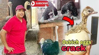 Ostrich eggs crack Ostrich feather collect kiyen Pakistan Ostrich Farm Brand sheikhupura [upl. by Ahsinam215]