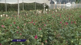 Exportación de flores ecuatorianas creció por la celebración del Día de la Madre [upl. by Denys]