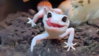 Leopard Gecko 🦎 The MOST Adorable Pet Reptile [upl. by Perrin]