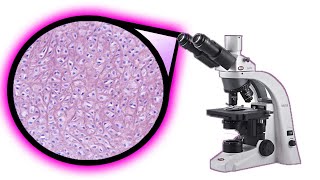 CARTÍLAGO ELASTICO EN EL MICROSCOPIO  APRENDÉ SUS ESTRUCTURAS🔬🔬 [upl. by Ollehto]