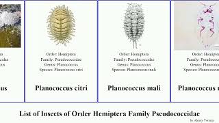 List of Insects of Order Hemiptera Family Pseudococcidae pseudococcus planococcus minor mali citri [upl. by Kimbra]