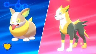 HOW TO Evolve Yamper into Boltund in Pokémon Sword and Shield [upl. by Artinak62]