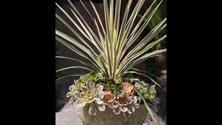 How to Make a Mounded Succulent Container Garden Debra Lee Baldwin at Rogers Gardens [upl. by Ganiats324]