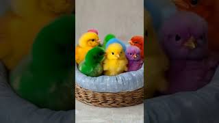 Colorful chicks chirpingBaby chicken colorfulchick cuteanimals birds youtubeshorts [upl. by Adav984]